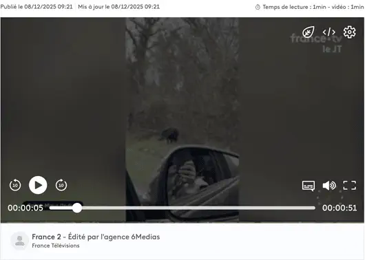 Sanglier en bord de route